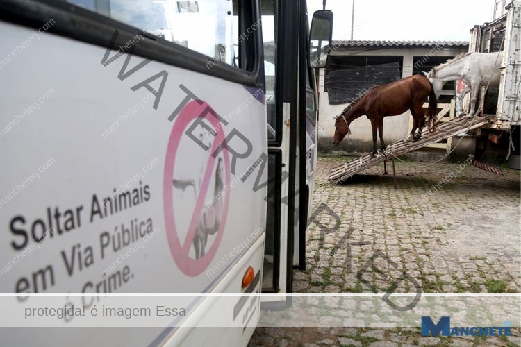 CCZ realiza apreensão de animais soltos em vias públicas