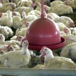 Brasil tem primeiro caso de gripe aviária confirmado