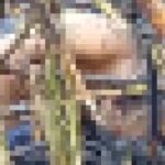 Homem de 60 anos morre queimado em canavial da Usina Nova Canabrava, em Campos