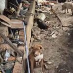 Animais em condições precárias dentro de residência são recolhidos pelo CCZ durante ação com a Polícia Civil, em Campos