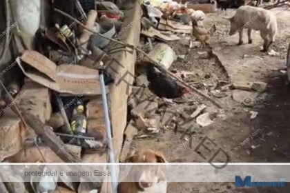 Animais em condições precárias dentro de residência são recolhidos pelo CCZ durante ação com a Polícia Civil, em Campos