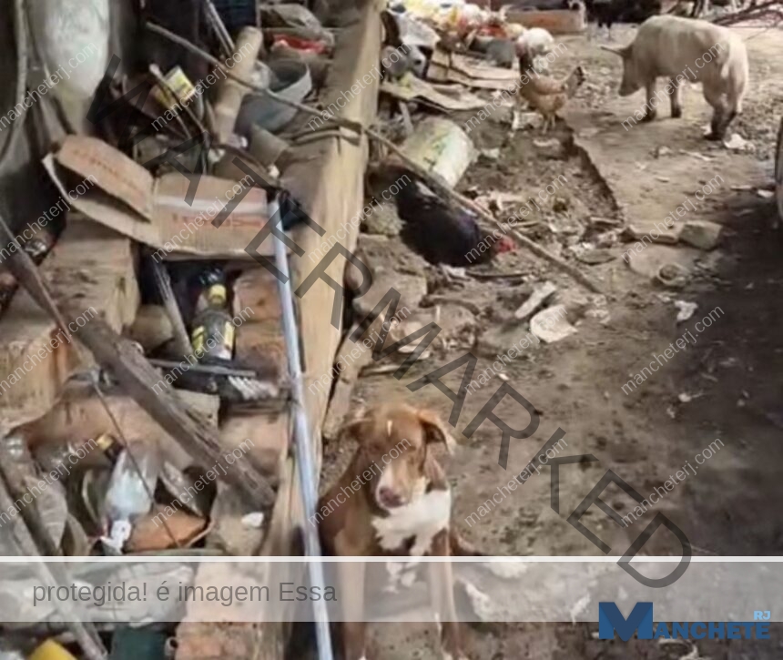 Animais em condições precárias dentro de residência são recolhidos pelo CCZ durante ação com a Polícia Civil, em Campos
