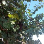 Moradores do Parque Aeroporto relatam preocupação com enxame de abelhas em rua movimentada