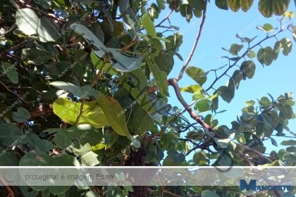 Moradores do Parque Aeroporto relatam preocupação com enxame de abelhas em rua movimentada