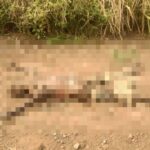 Corpo em avançado estado de decomposição é encontrado em estrada de Campos