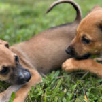 Feira de adoção e vacinação de cães acontece em Campos nesta semana