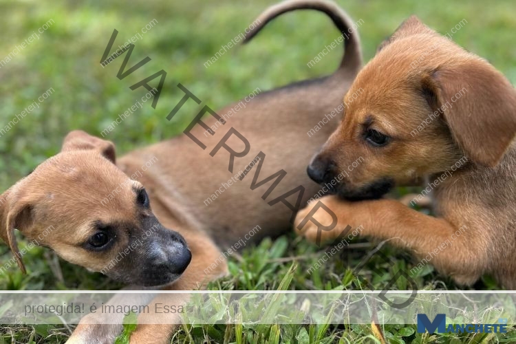 Feira de adoção e vacinação de cães acontece em Campos nesta semana