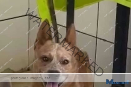Caso de cachorro assassinado a pauladas por empresário em São João da Barra gera revolta