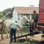 Lei sobre apreensão de animais soltos é sancionada em São Francisco de Itabapoana