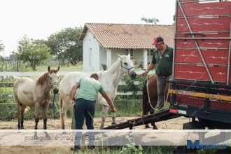 Lei sobre apreensão de animais soltos é sancionada em São Francisco de Itabapoana