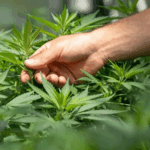 Justiça de Campos autoriza morador de Aperibé a cultivar maconha para fins medicinais