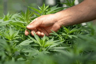 Justiça de Campos autoriza morador de Aperibé a cultivar maconha para fins medicinais