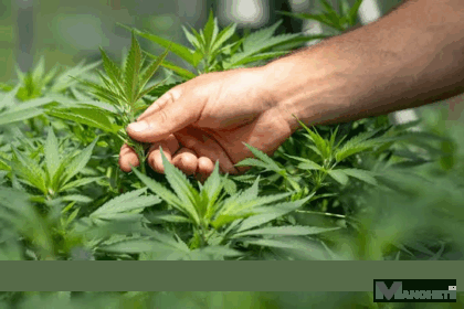 Justiça de Campos autoriza morador de Aperibé a cultivar maconha para fins medicinais