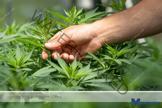 Justiça de Campos autoriza morador de Aperibé a cultivar maconha para fins medicinais