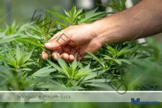 Justiça de Campos autoriza morador de Aperibé a cultivar maconha para fins medicinais