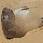 Elefante-marinho é visto na Praia do Farol e especialista explica: “Está pegando sol, é normal”