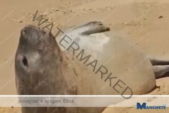 Elefante-marinho é visto na Praia do Farol e especialista explica: “Está pegando sol, é normal”
