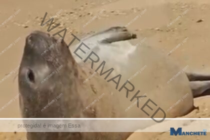 Elefante-marinho é visto na Praia do Farol e especialista explica: “Está pegando sol, é normal”
