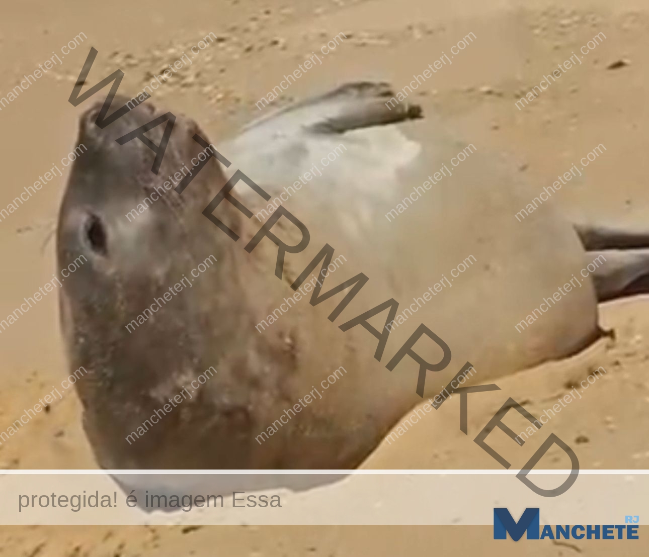 Elefante-marinho é visto na Praia do Farol e especialista explica: “Está pegando sol, é normal”