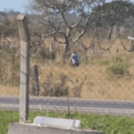 Perseguição policial em Campos termina com mulher detida e homem fugindo pela mata