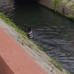 Homem salva cachorro que caiu dentro de valão em Campos