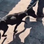 Polícia Civil e CCZ encontram cachorro morto após denúncia de maus-tratos a animais em Campos