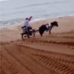 Atitude de homem com cavalo na praia do Farol causa indignação
