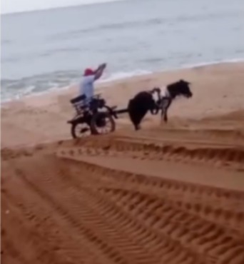 Atitude de homem com cavalo na praia do Farol causa indignação