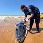 Força-tarefa tenta salvar filhote de baleia encalhado em Grussaí, mas animal não resiste e morre na beira-mar