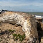 Baleia-jubarte é encontrada morta na praia de Gargaú, em SFI