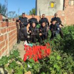 PM apreende mais de 30 kg de maconha escondidos dentro de comunidade em Macaé