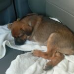 Cadela atropelada em Farol passa bem e deve ganhar um novo lar; polícia investiga o caso