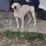 Pitbull que atacou e matou bebê em Campos é recolhido pelo CCZ