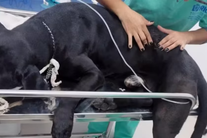 Cachorro baleado em megaoperação policial no Rio recebe alta