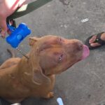 Criança de 4 anos morre após ser atacada por pitbull na Zona Norte do Rio