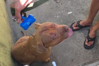 Criança de 4 anos morre após ser atacada por pitbull na Zona Norte do Rio