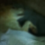 Cachorro morre durante foguetório em Campos