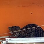 Gato-maracajá, espécie ameaçada de extinção, é resgatado em Campos