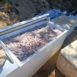 Quatro pescadores são presos cerca de 500 kg de peixe são apreendidos no Rio Paraíba após flagra de pesca em período ilegal