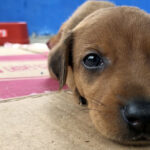 CCZ abre inscrições para castração gratuita de cães e gatos em 13 bairros