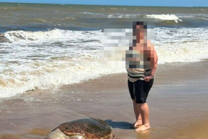 Tartaruga é encontrada morta na praia de Santa Clara, em SFI