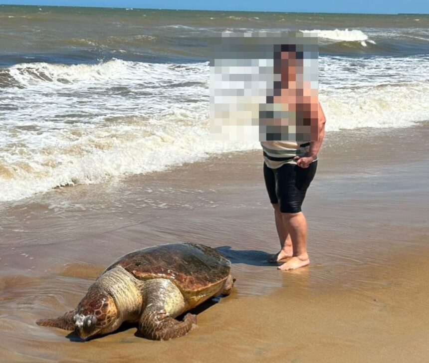 Tartaruga é encontrada morta na praia de Santa Clara, em SFI