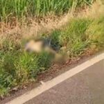 Identificado homem que morreu atropelado na RJ-224, em SFI