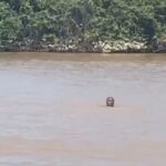 Homem atravessa rio nadando para tentar fugir de policiais, mas acaba preso