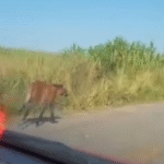 Lobo-guará é visto passeando em estrada de Campos