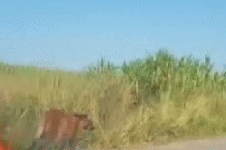 Lobo-guará é visto passeando em estrada de Campos