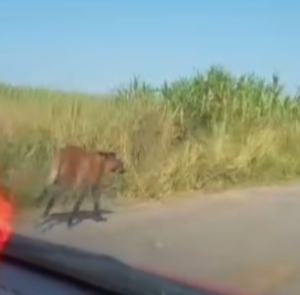 Lobo-guará é visto passeando em estrada de Campos Lobo-guará é visto passeando em estrada de Campos
