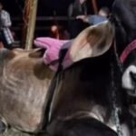 Morte do boi Ferdinando gera comoção e Uenf divulga nota oficial sobre o caso