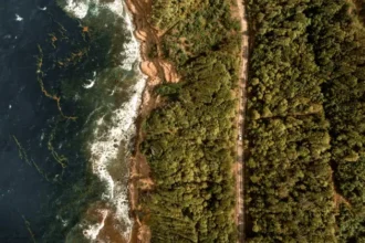 Governo Federal lança pacote de R$ 151,8 milhões para restaurar o maior bioma do país; iniciativa começará no Norte Fluminense