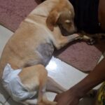 Cadela que teria sido arremessada da ponte em Campos é devolvida à tutora após acordo extrajudicial; entenda